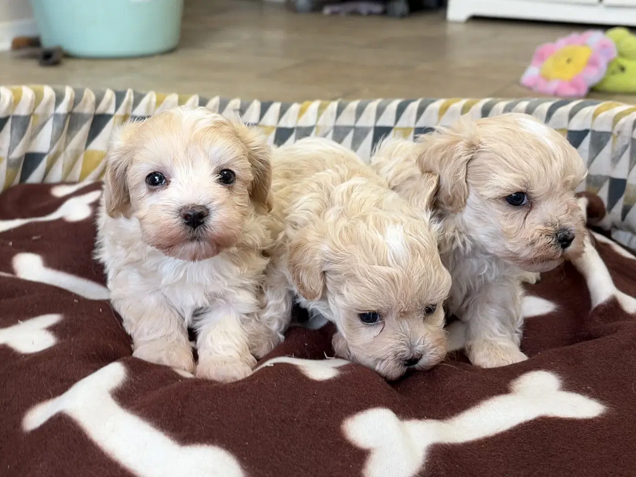 Billede 11 - Mini Maltipoo babyer 