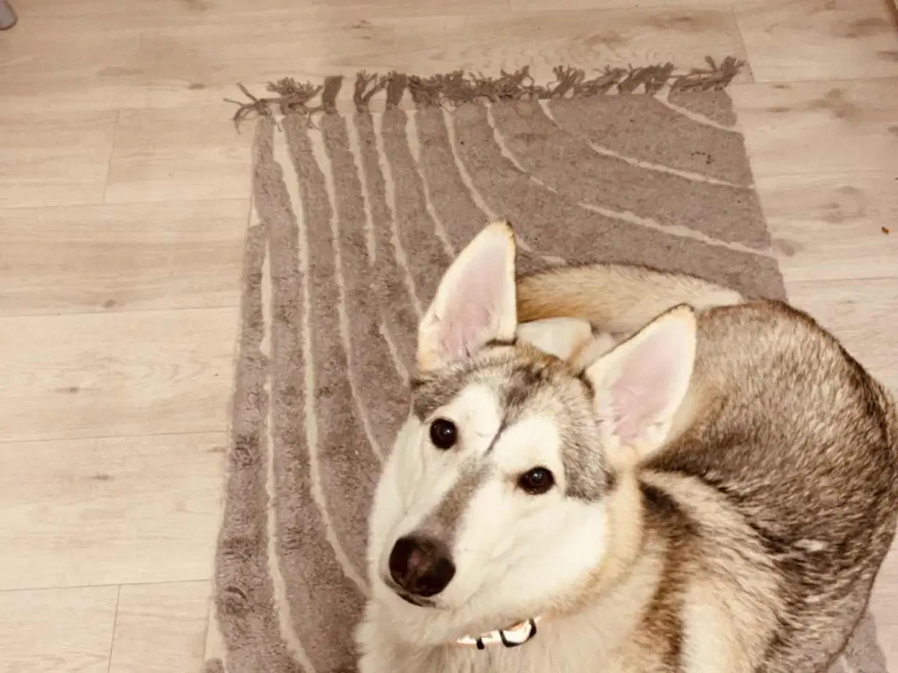 Billede 3 - Tøsen på lidt over 1 år søger nyt hjem