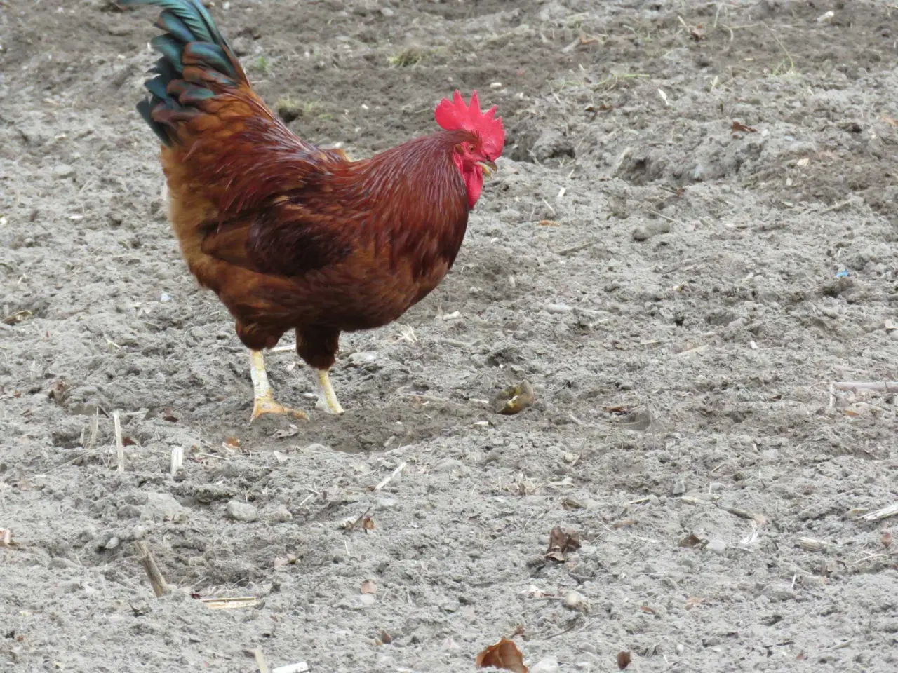 Billede 4 - Haner  blandet racer 