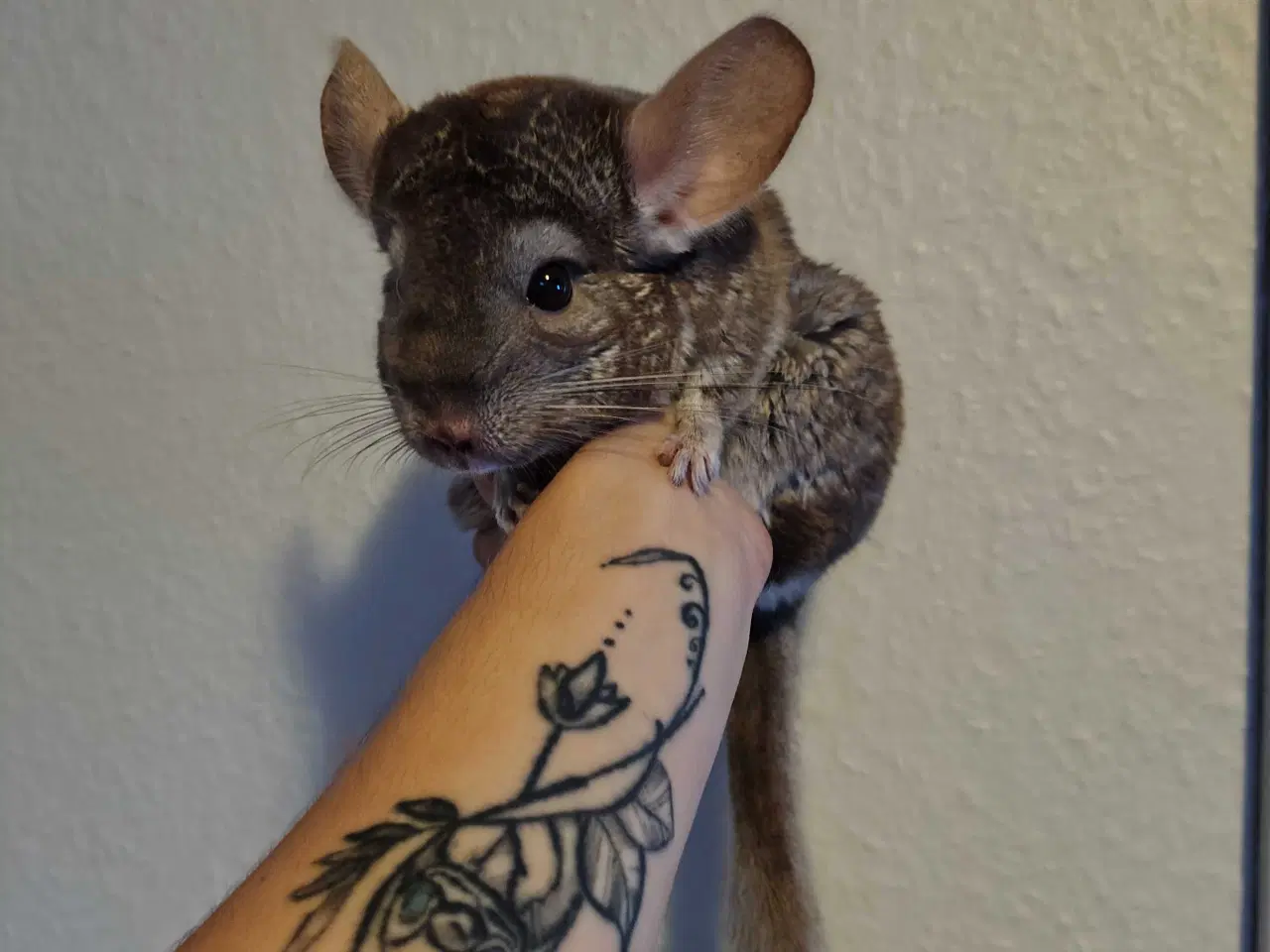 Billede 2 - Chinchilla Hun 🪻