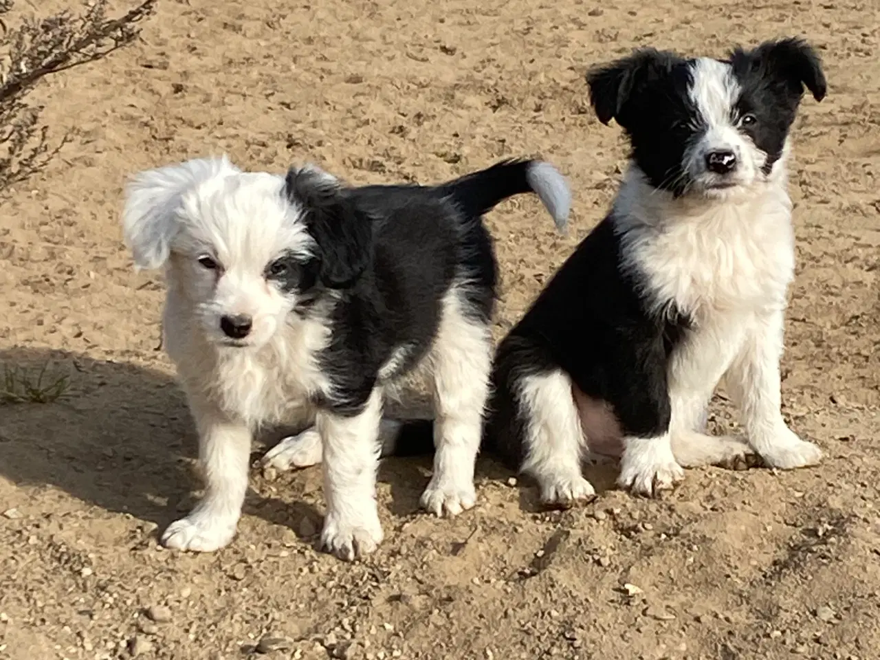Billede 2 - Border Collie / Powder puff