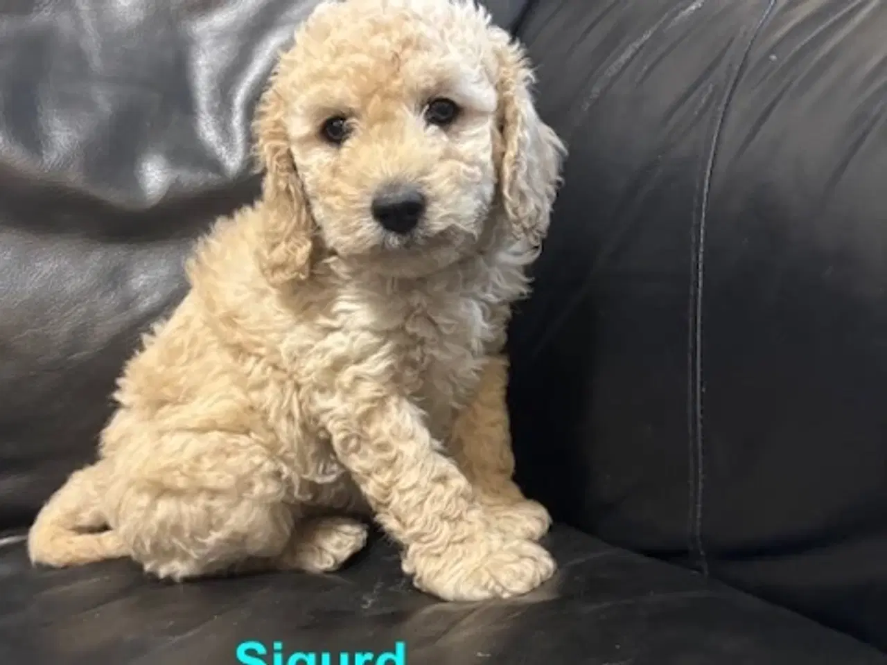 Billede 2 - Cockapoo   Hvalpe