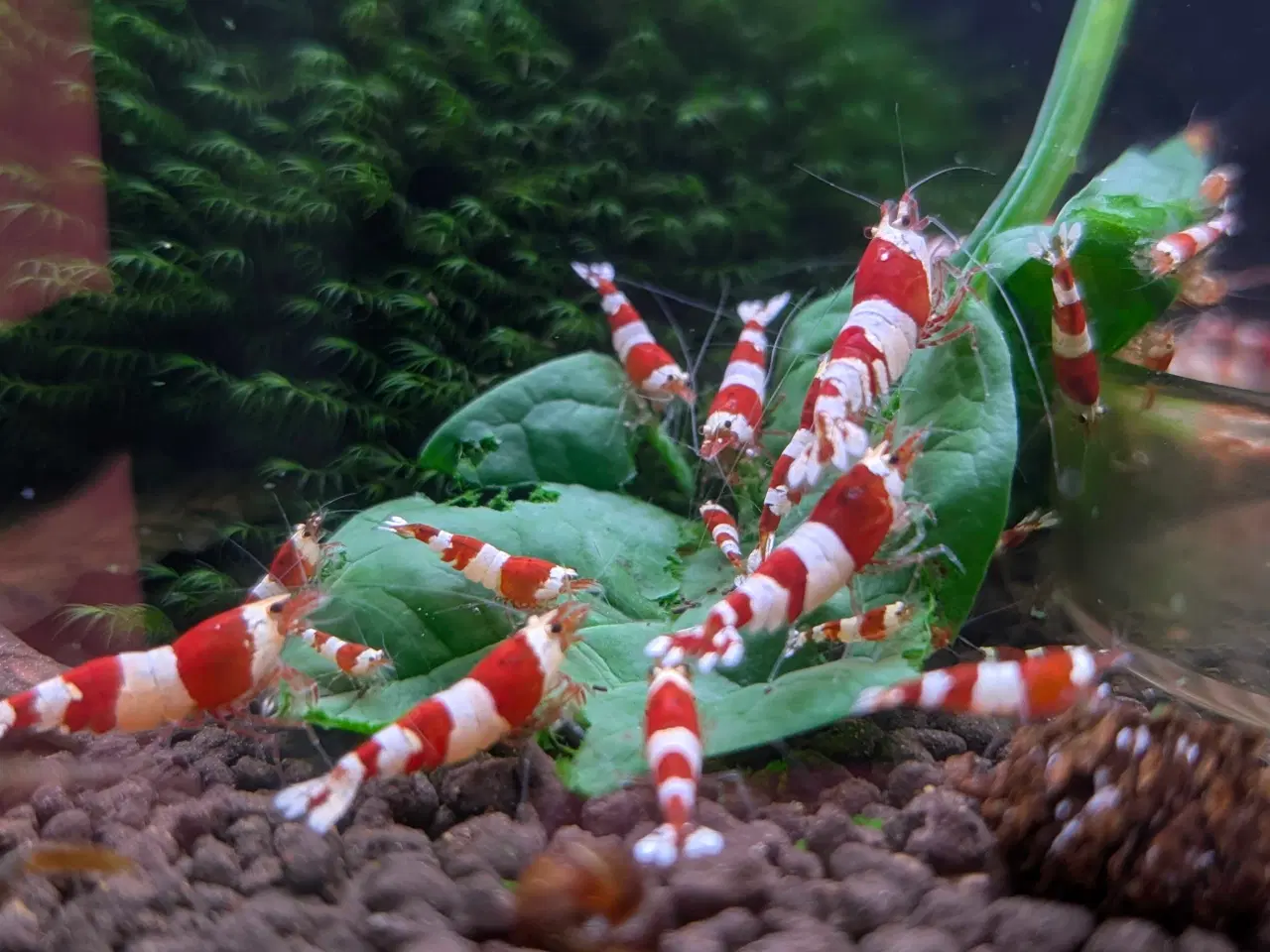 Billede 4 - Caridina 'CRS' rejer 