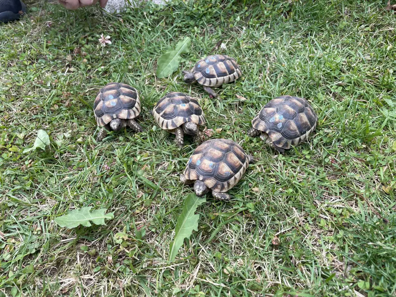 Billede 2 - Skildpadde, Bredrandet landskildpadde