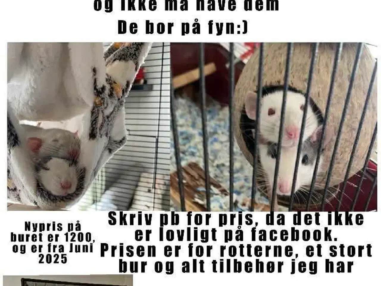 Billede 2 - Gratis bur, tilbehør og 2 pige rotter