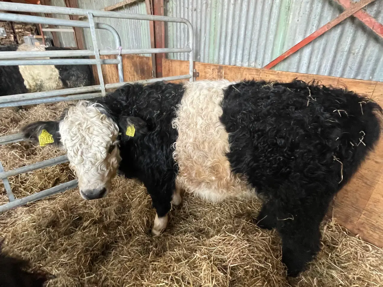 Billede 5 - Krydsnings tyrekalv