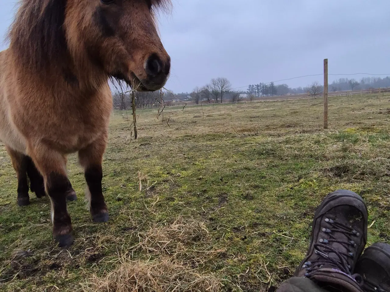 Billede 2 - Skønneste små "lopper" ❤️ 