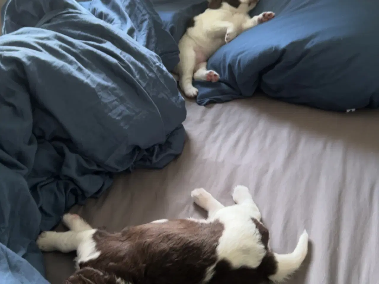 Billede 2 - Springer / kleiner hvalpe