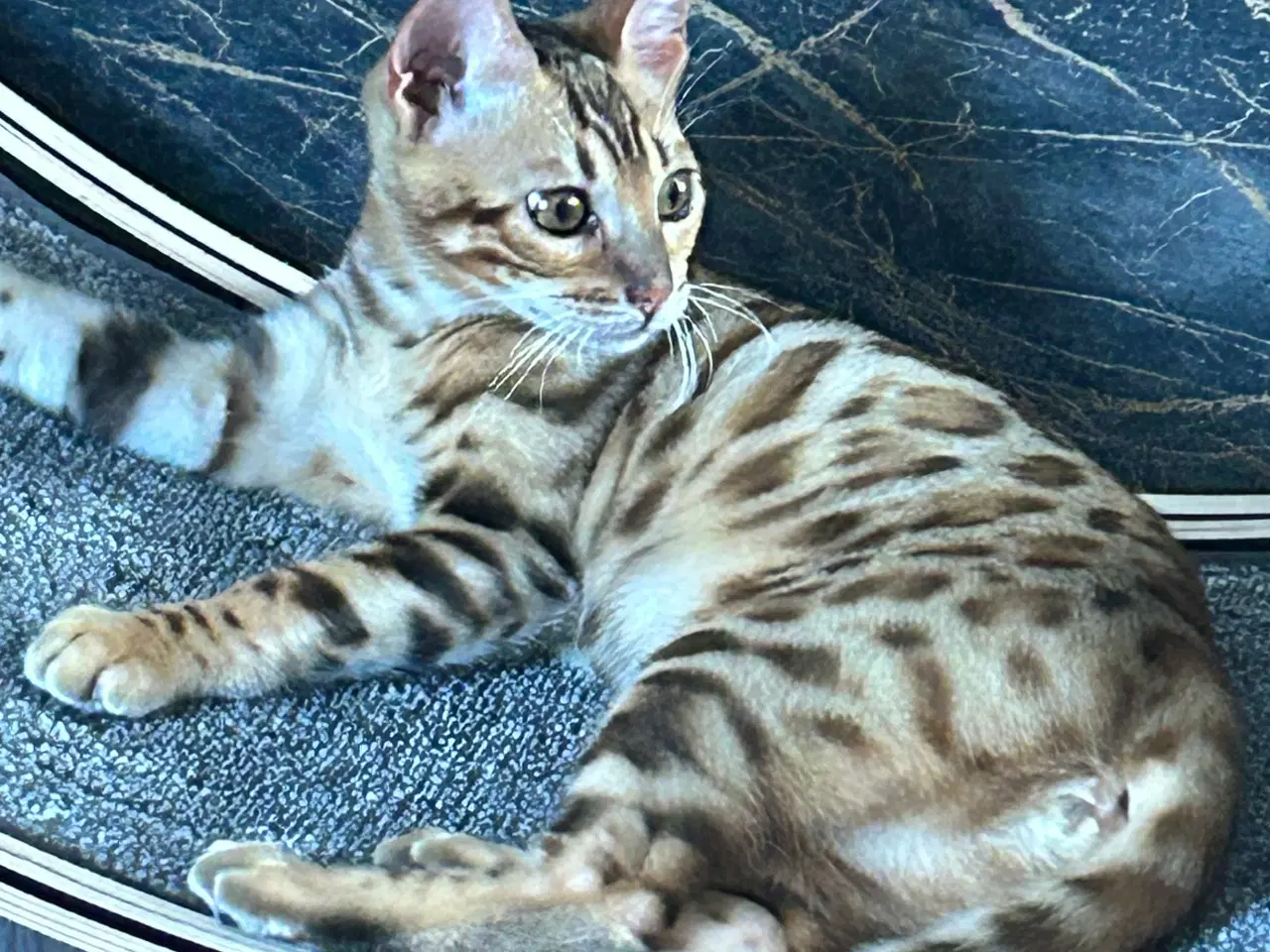 Billede 11 - Bengal Kitten 
