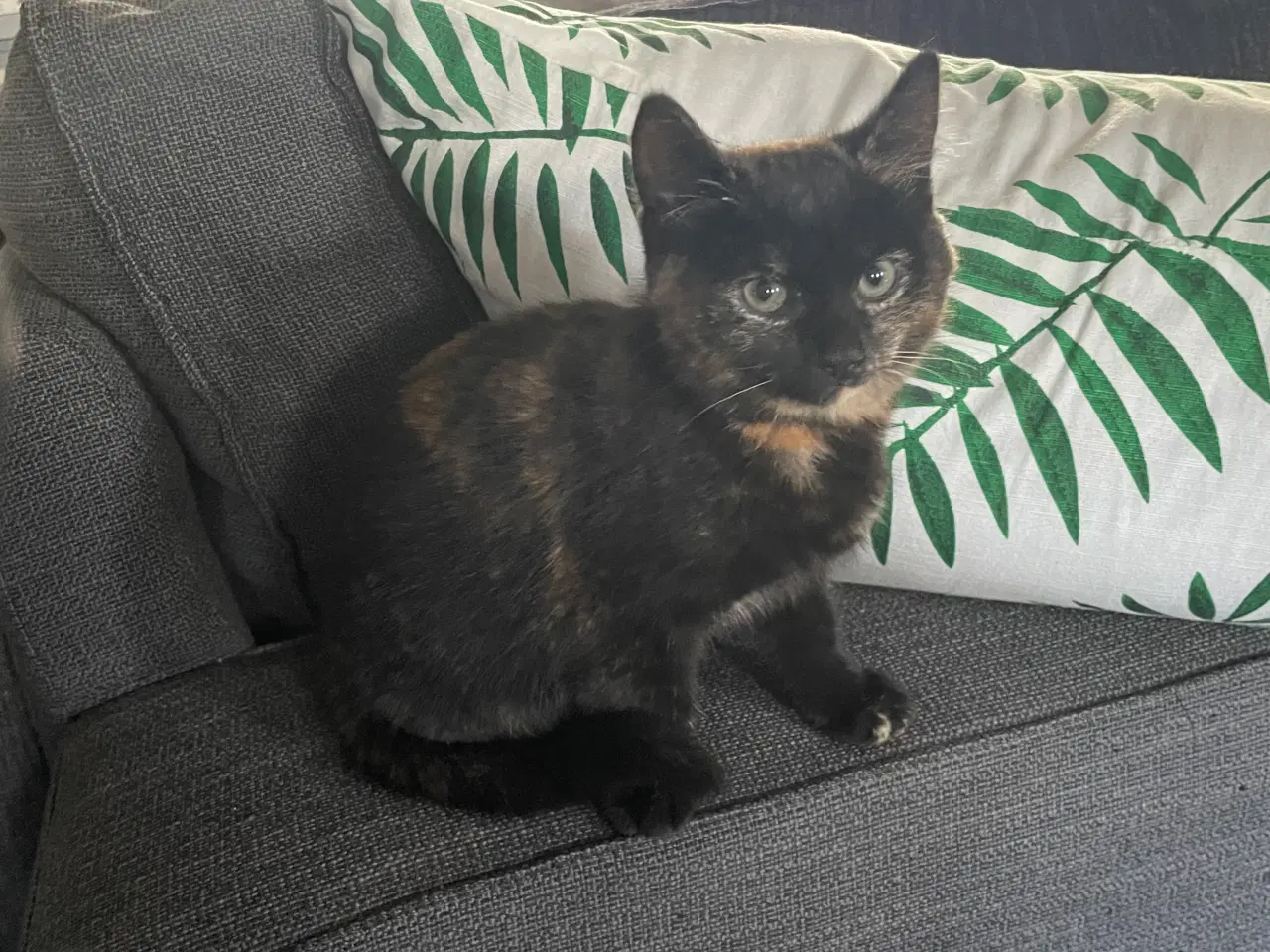 Billede 6 - 2 kattekillinger sælges samlet