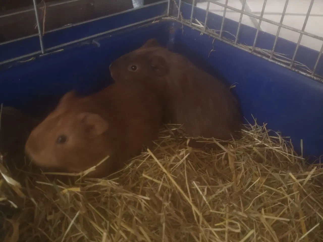 Billede 5 - Marsvin unger fra 2025