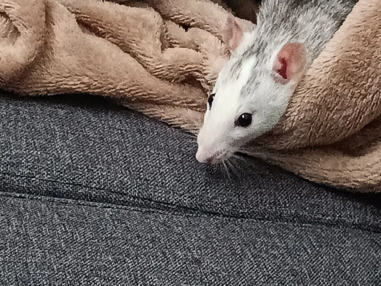 Billede 6 - 4 søde rotte piger