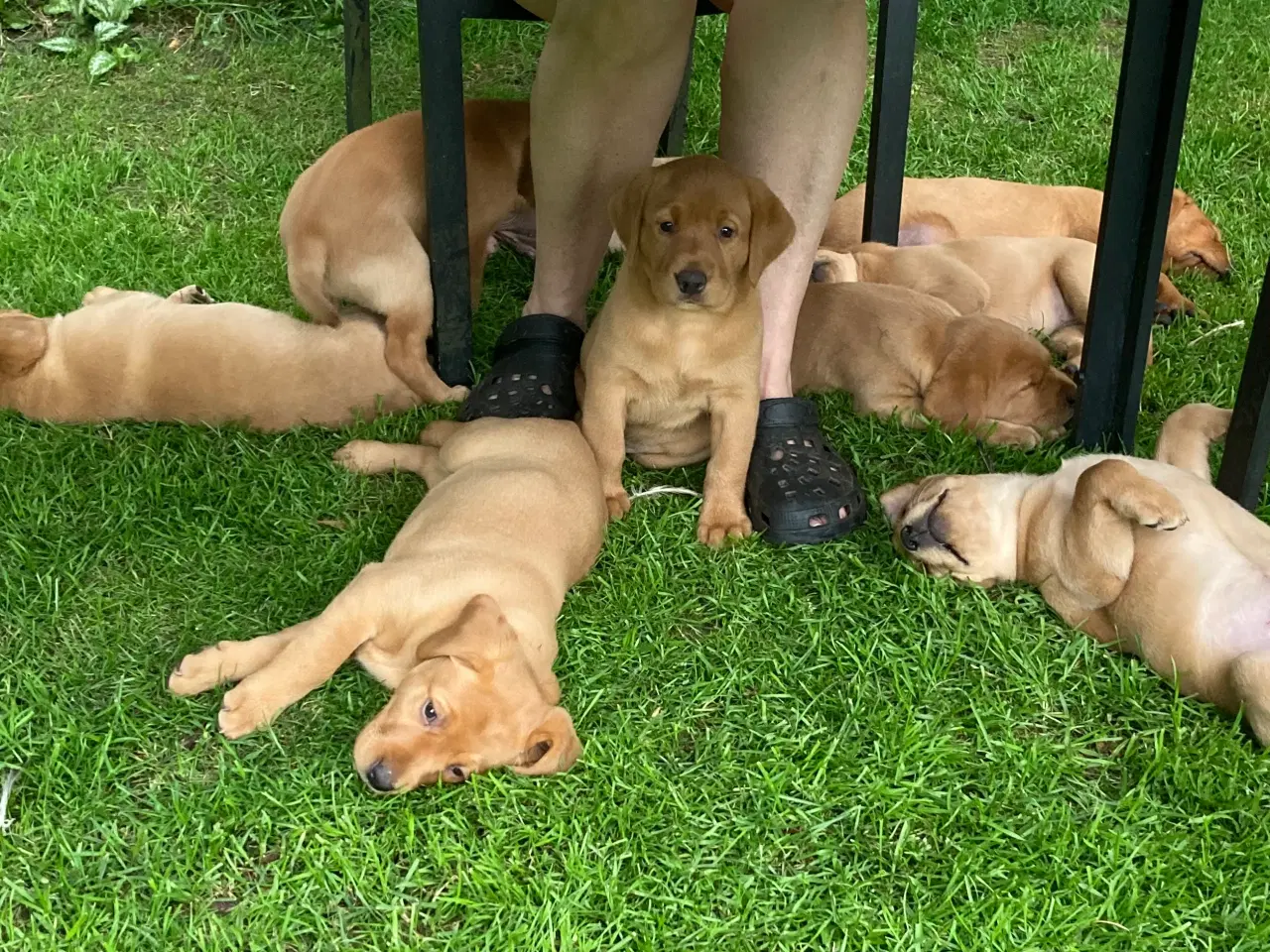 Billede 1 - Gule (Røde) Labrador hvalpe :-)