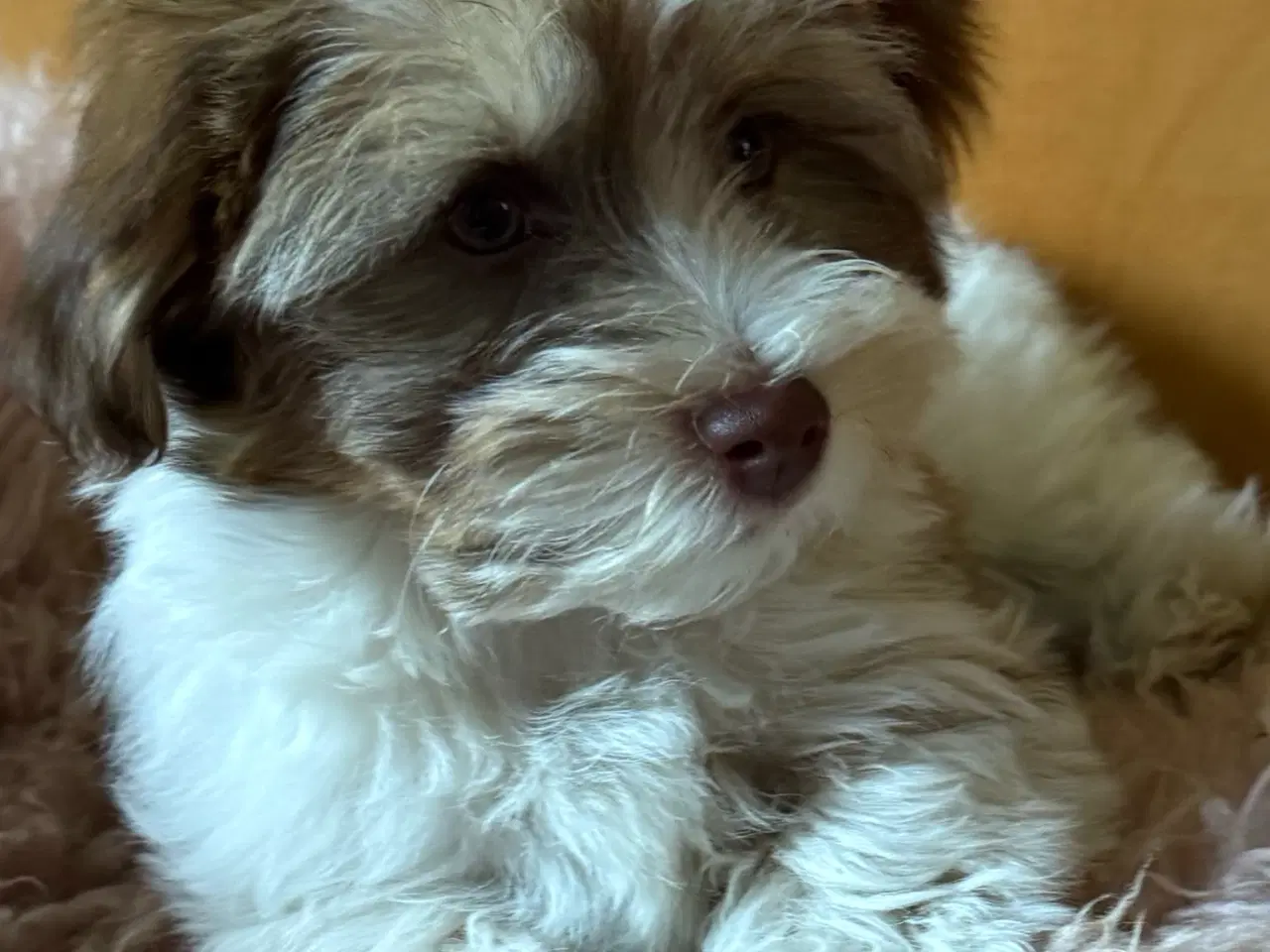Billede 2 - Bichon Havanais hvalp
