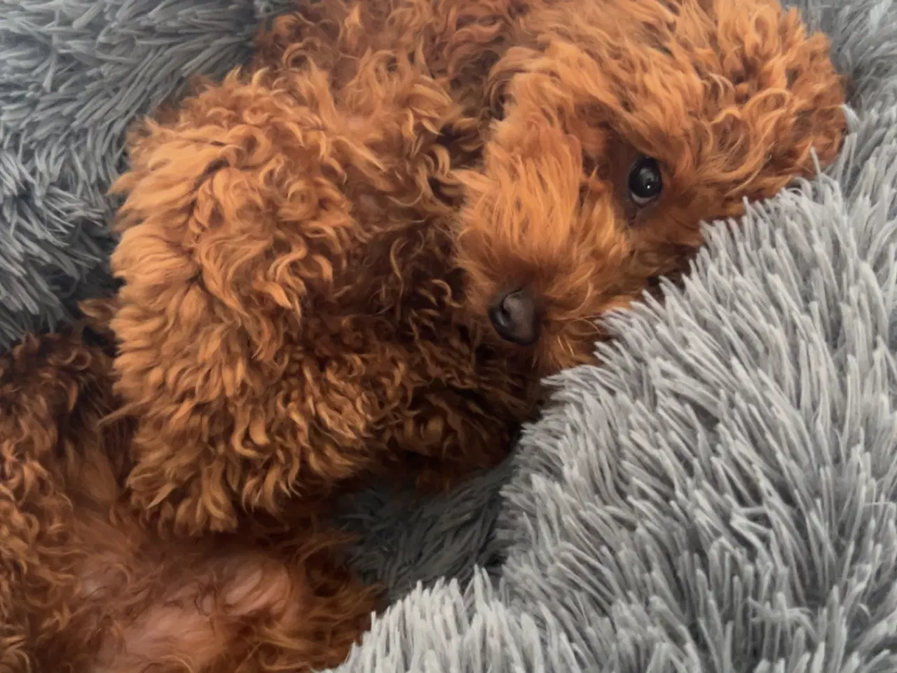 Billede 3 - Kælen dværgpuddel søger nyt hjem 