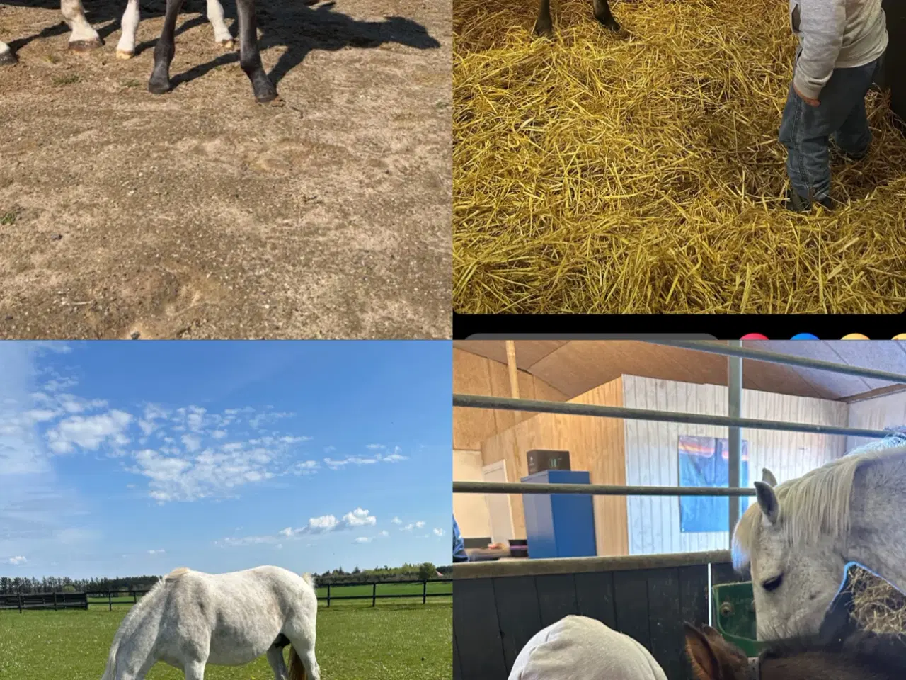 Billede 2 - 🌟 New Forest Pony hingst til salg