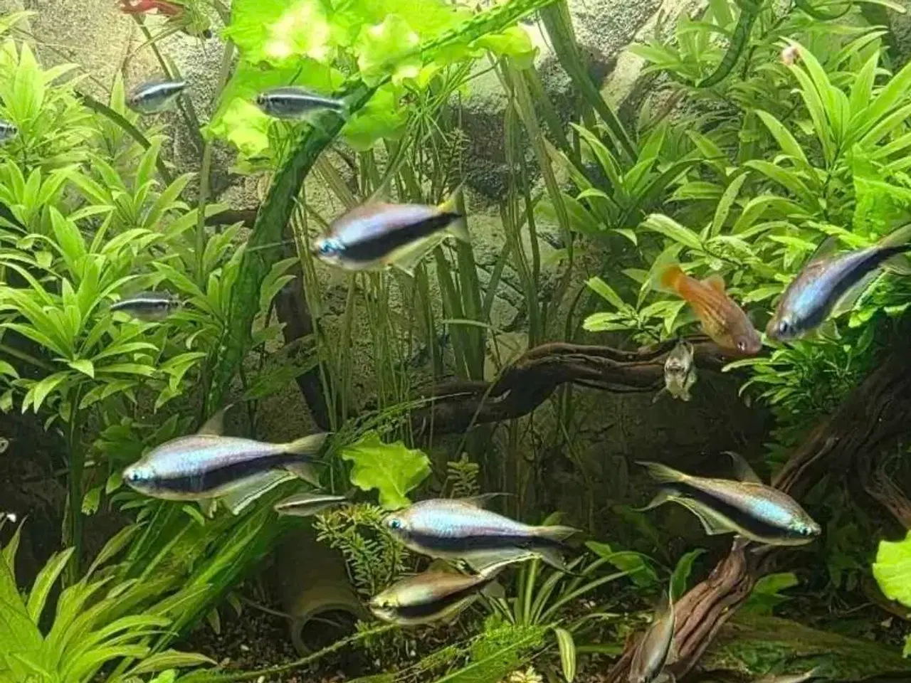 Billede 7 - Lidt blandet maller 