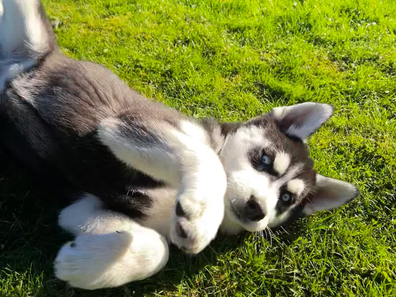 Billede 3 - 2 flotte husky piger