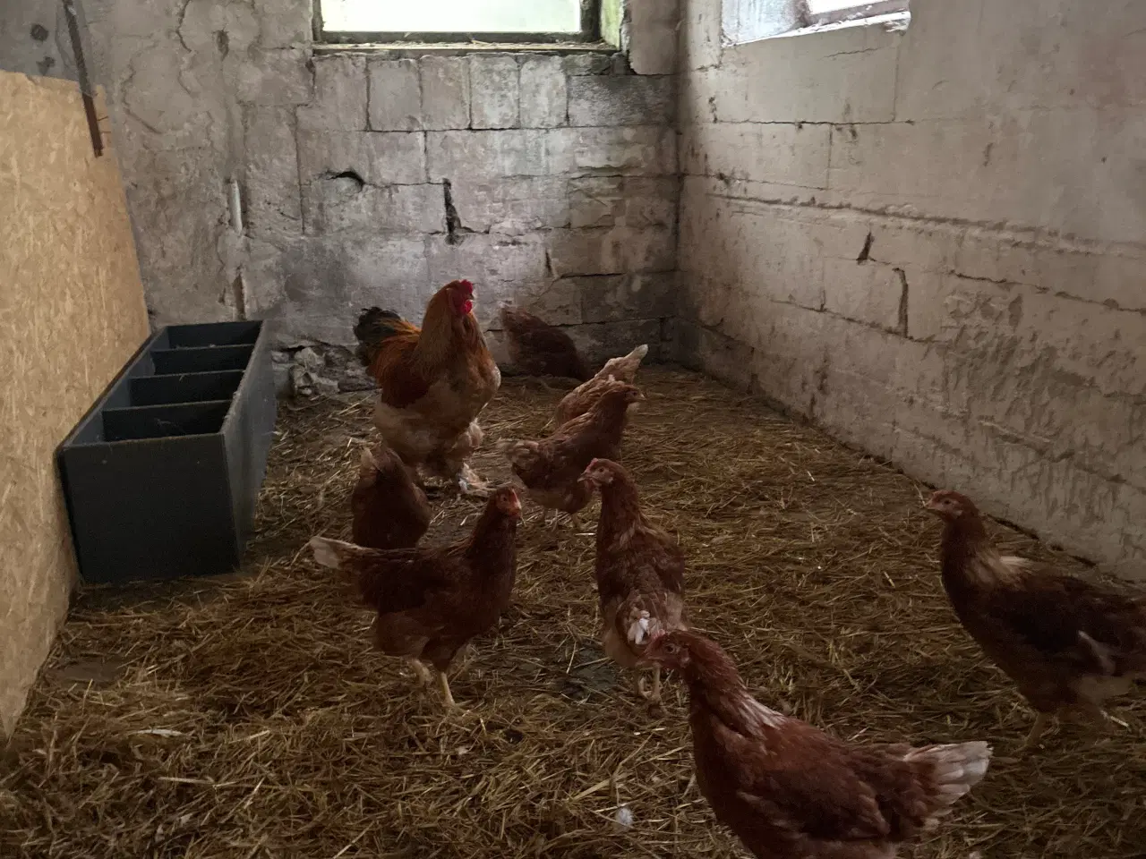 Billede 2 - Dværghøns gives bort