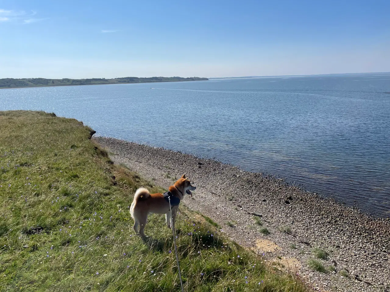 Billede 8 - Shiba Inu, han 2 år