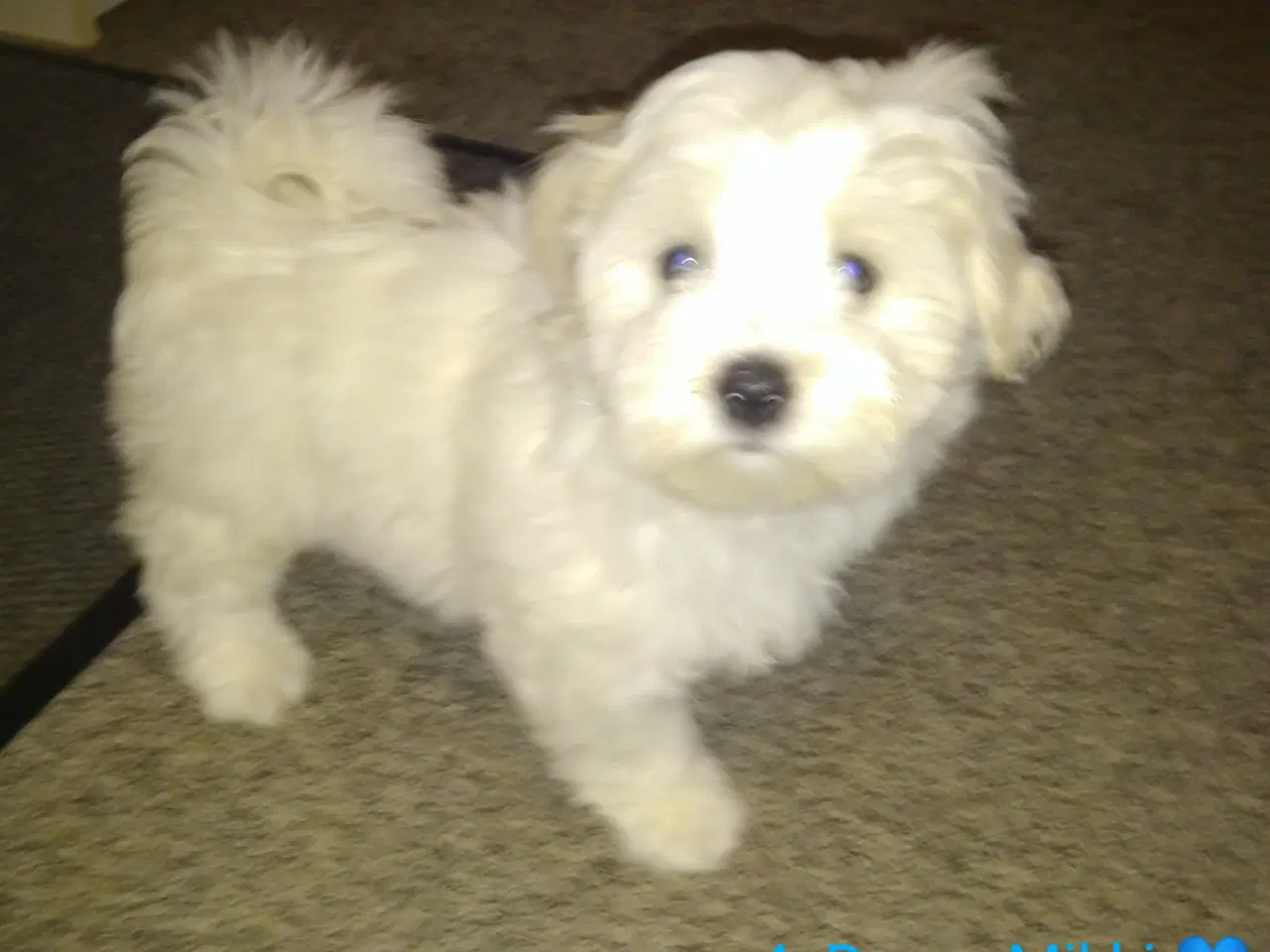 Billede 1 - Coton de Tulear 