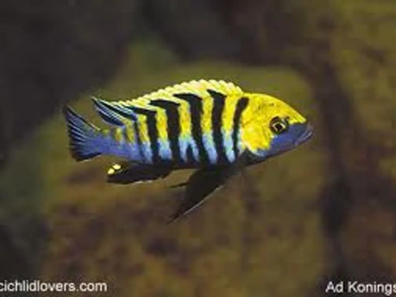Billede 1 - Cynotilapia Zebroides (Afra Cobwe) 