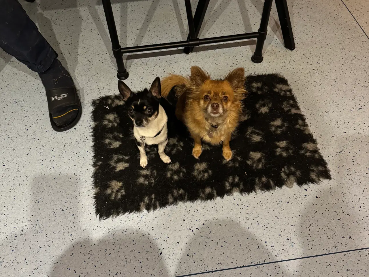 Billede 5 - Chihuahua/papillon hvalpe