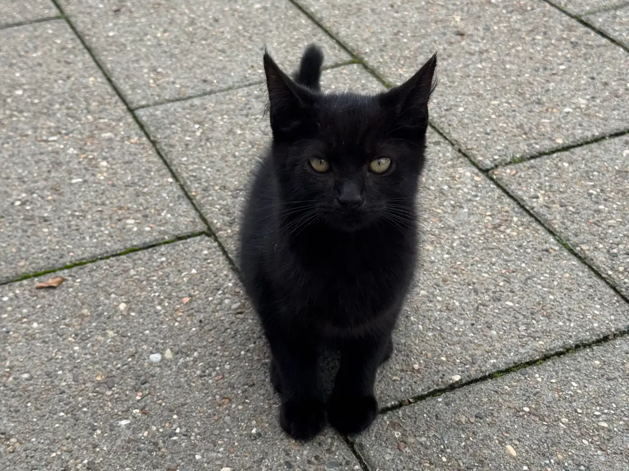 Billede 4 - Emil og Jasmin søger nyt hjem