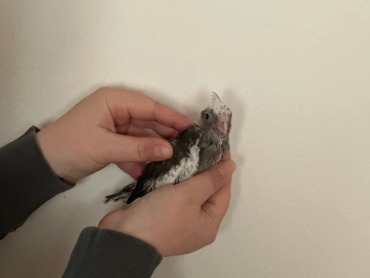 Billede 3 - Håndopmadet nymfeparakiter 