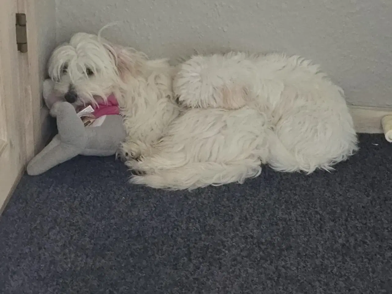 Billede 7 - Bichon-hvalpe søger nye hjem .