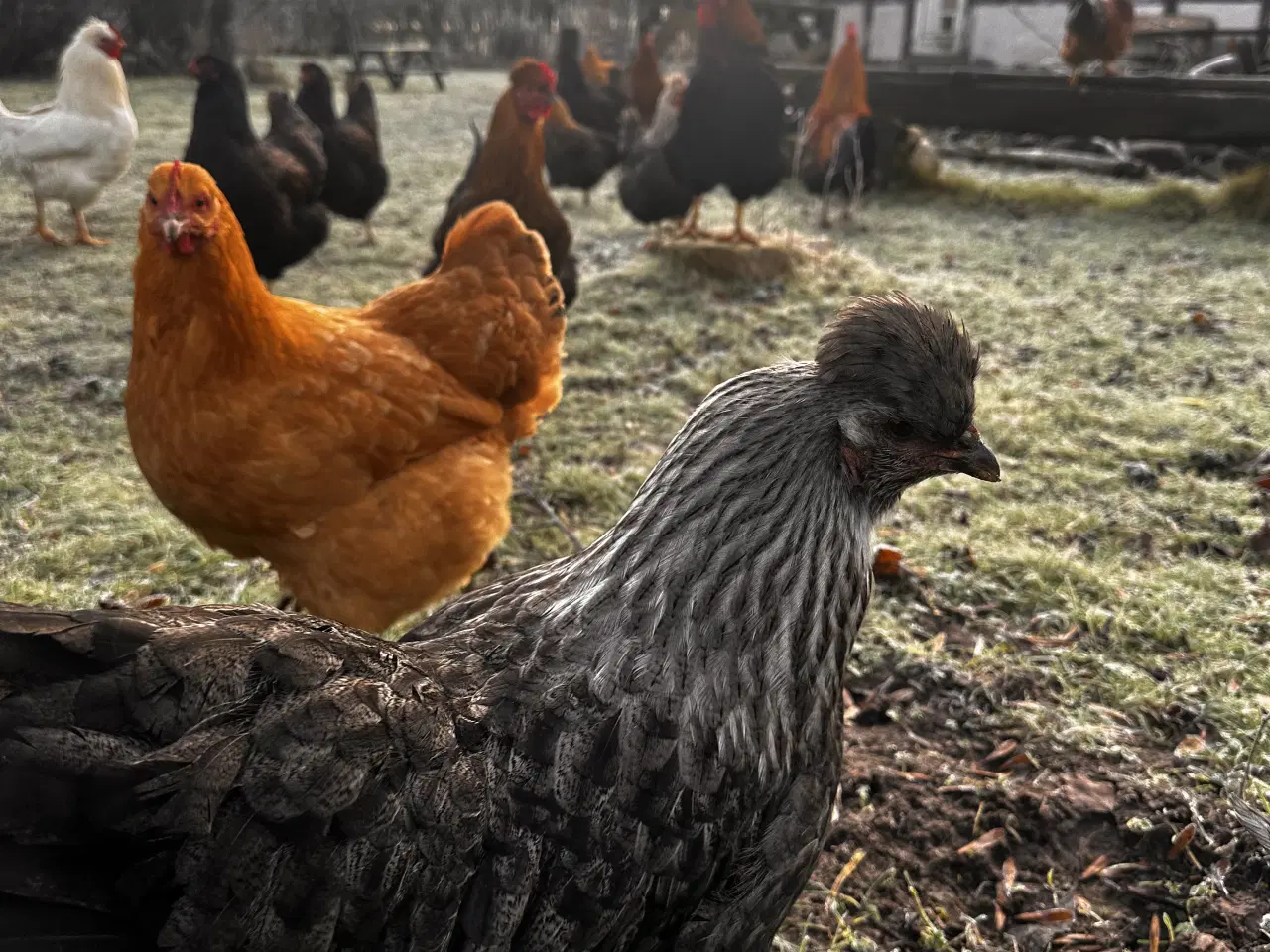 Billede 2 - 🐓 Høns sælges – små flokke klar til ny gård