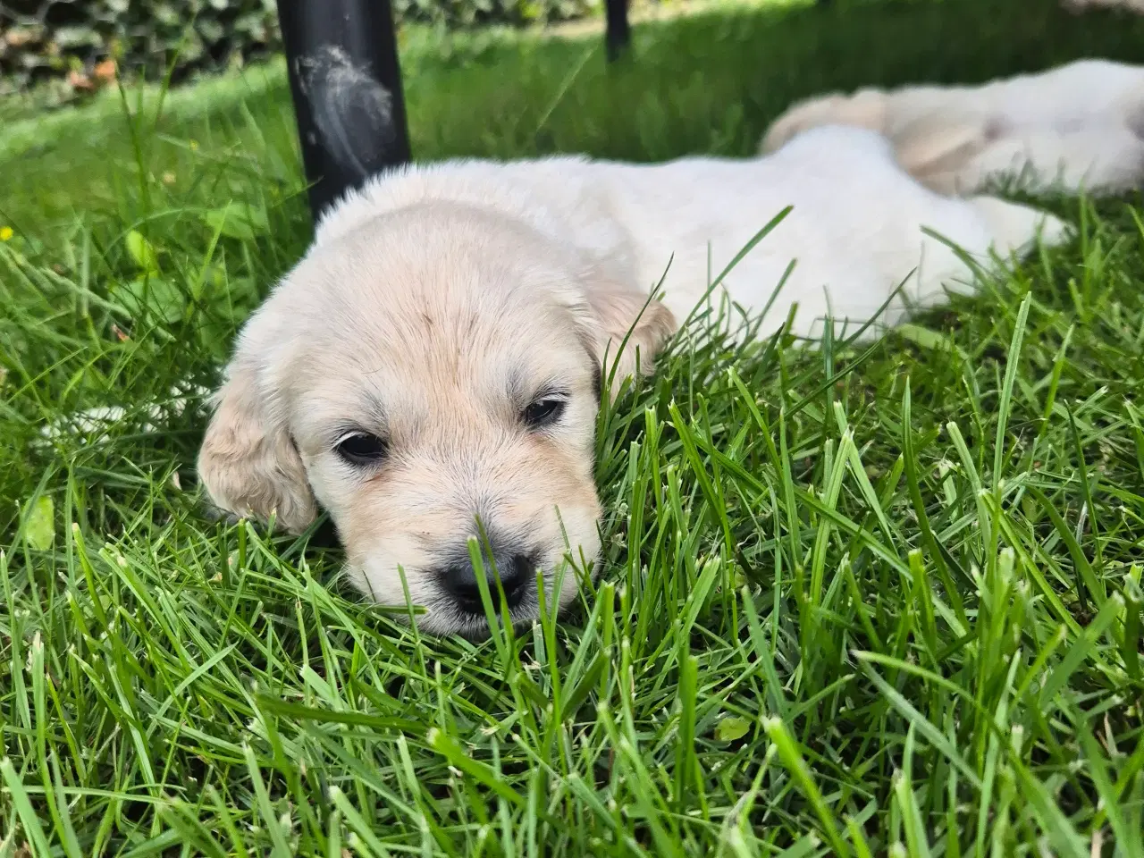 Billede 8 - Golden retriever hvalpe