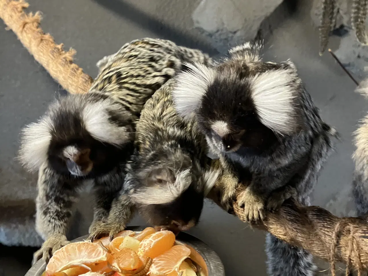 Billede 3 - 1.1 hvidøret silkeaber 