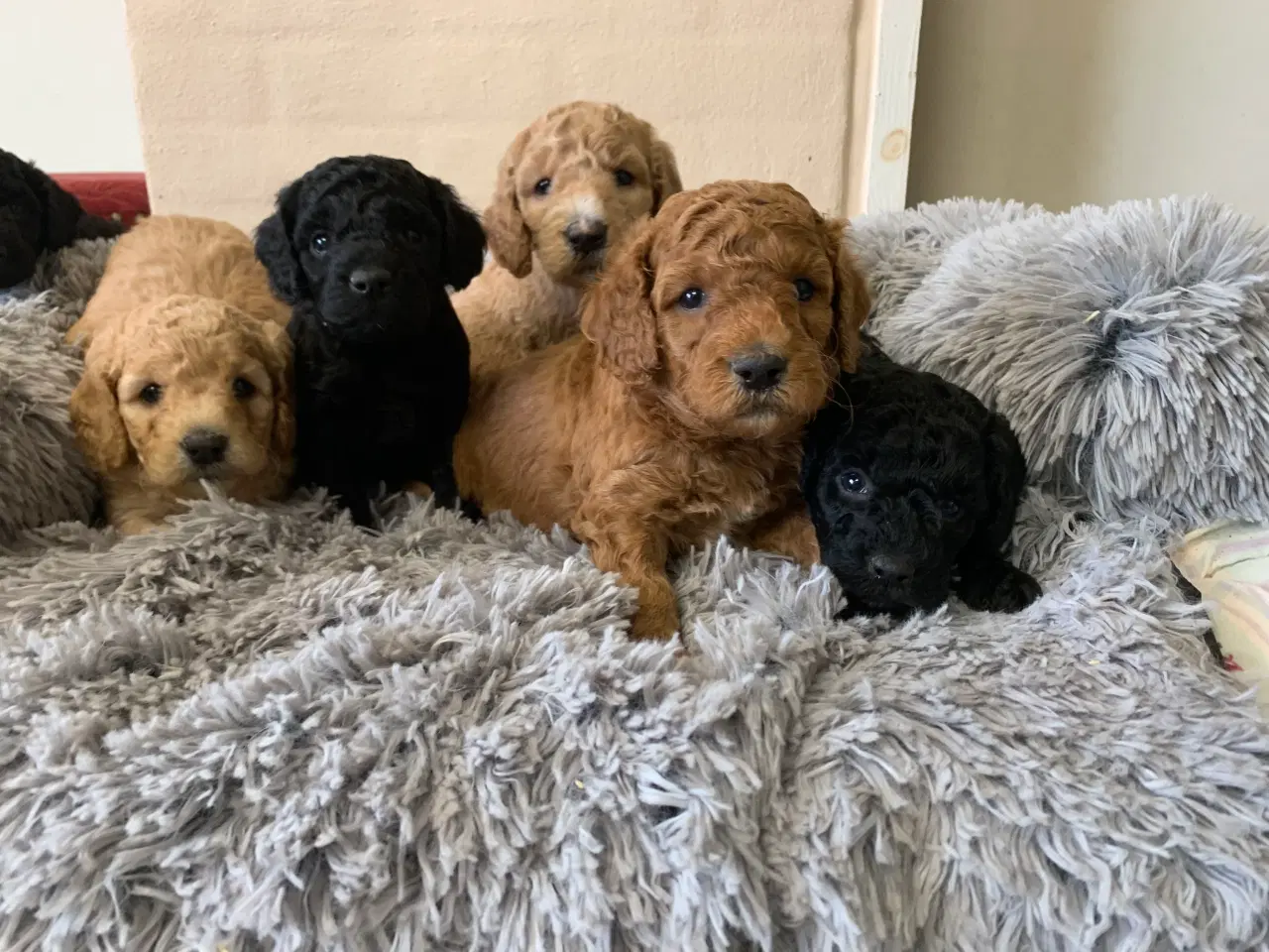 Billede 4 - Mini Golden Doodle F1B babyer 