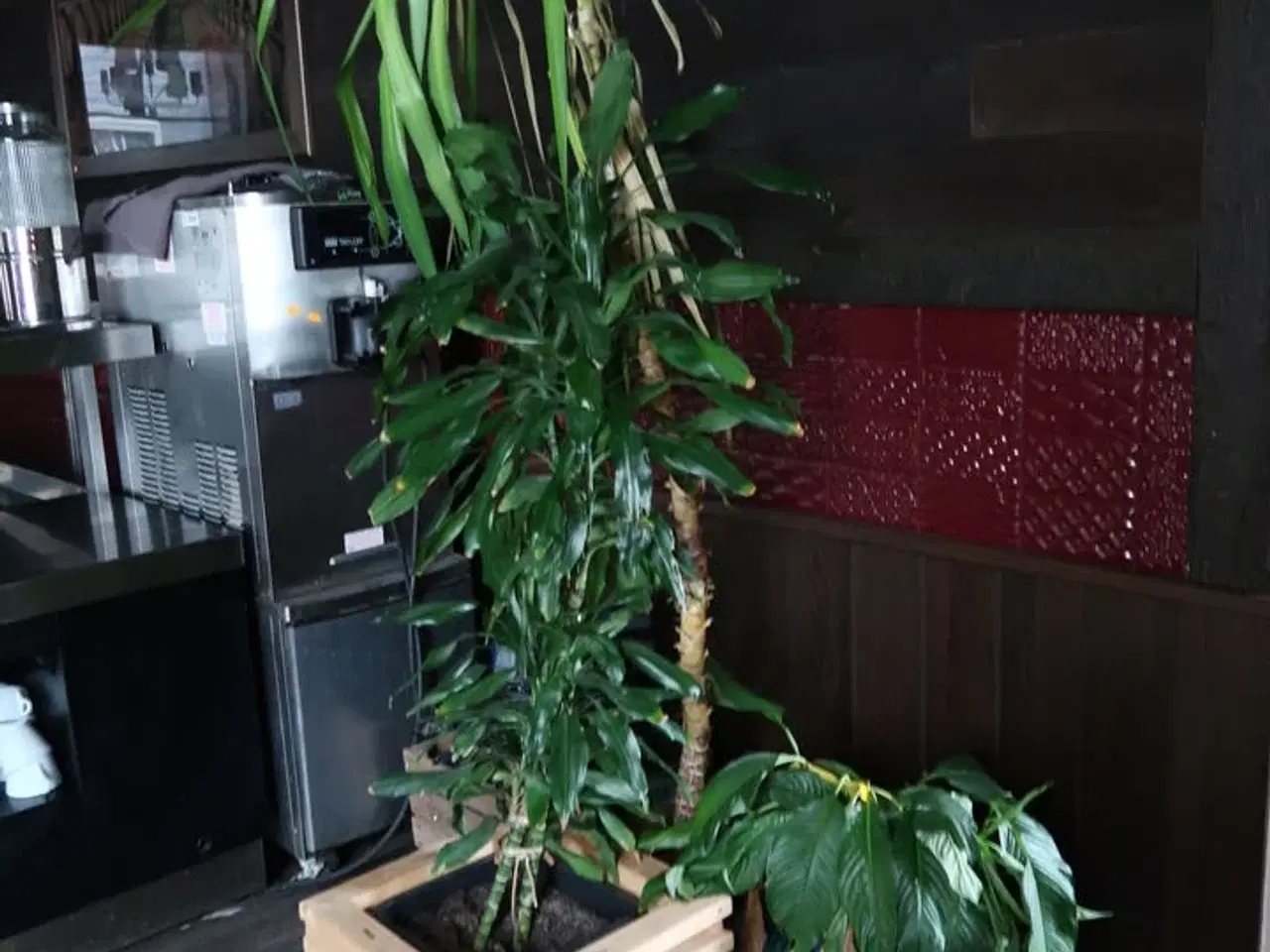 Billede 2 - Div. Planter i krukker m.m.