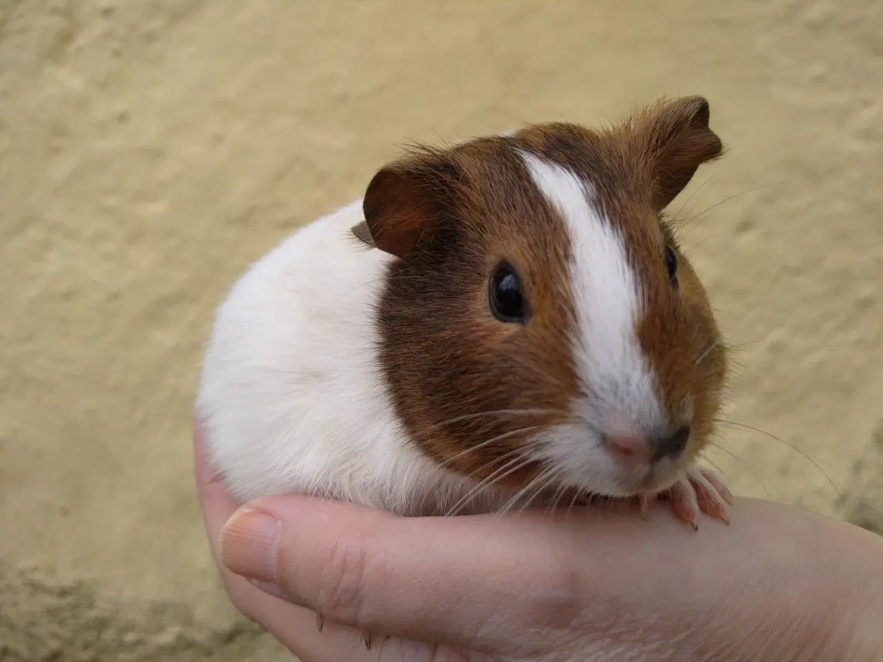 Billede 2 - 3 hun unger, søstre at vælge imellem 