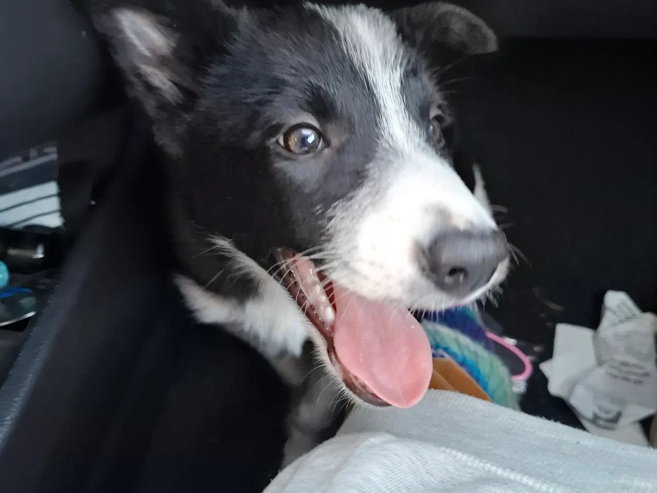 Billede 4 - Skøn Border Collie tæve