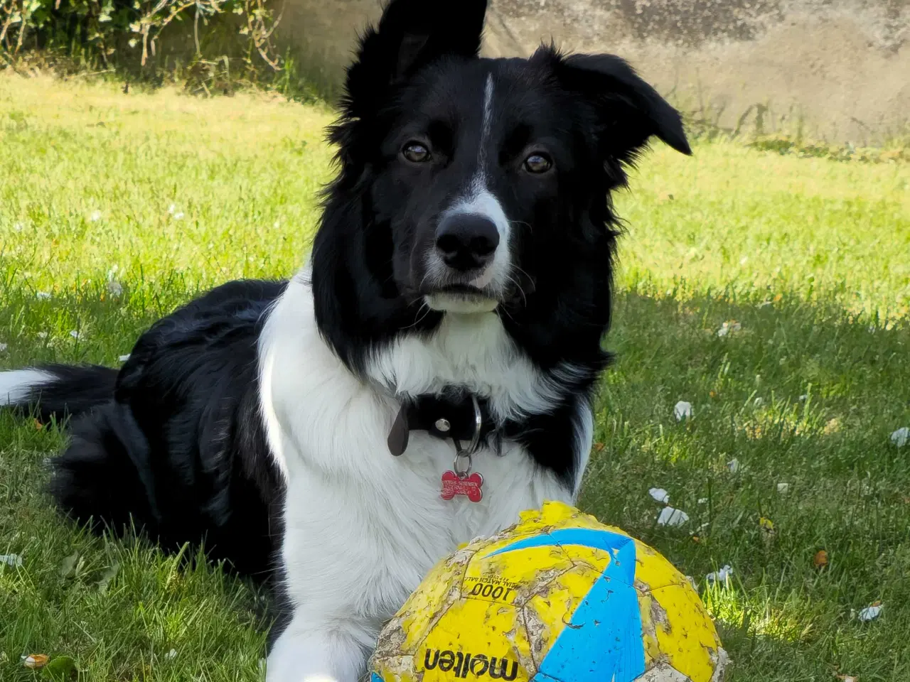 Billede 3 - Bordercolli (charlie) 1 år gammel