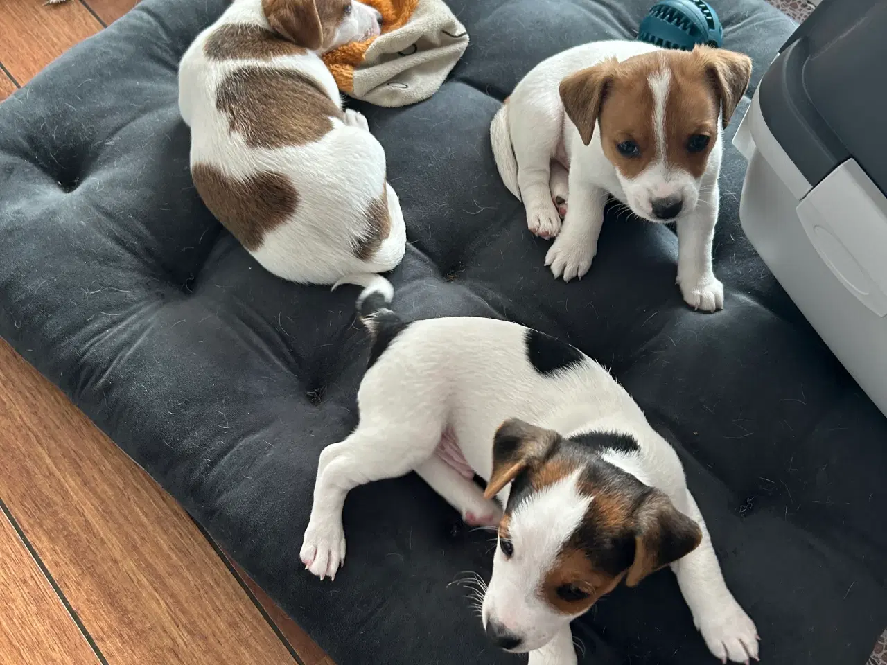 Billede 10 - Jack Russell hvalp
