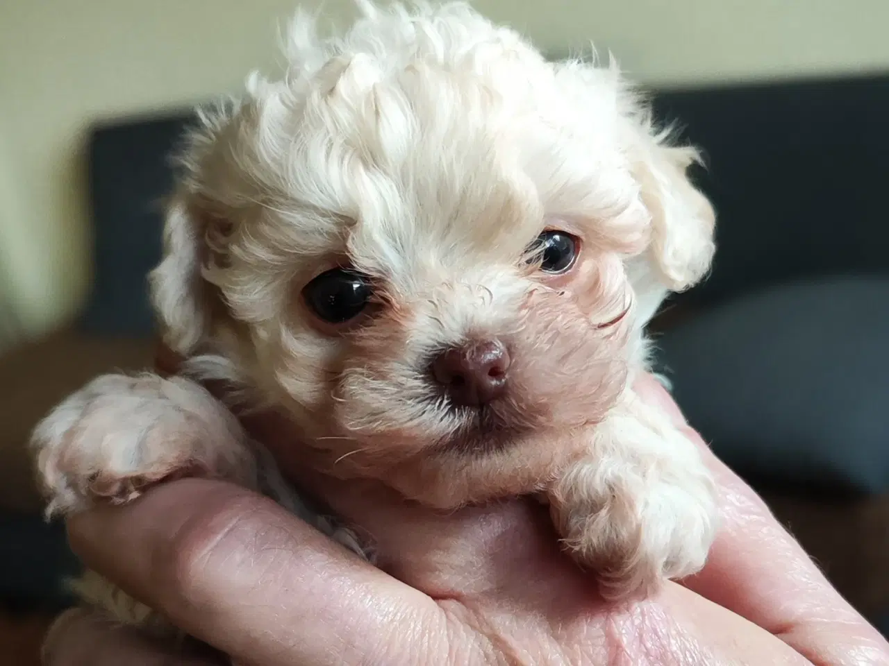 Billede 4 - 3 entzückende reinrassige Bolonka Zwetna Welpen  