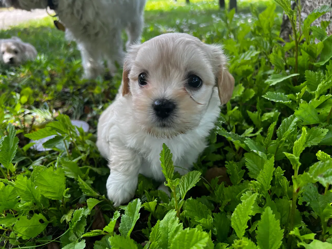 Billede 9 - Coton - Shih tzu hundehvalpe 