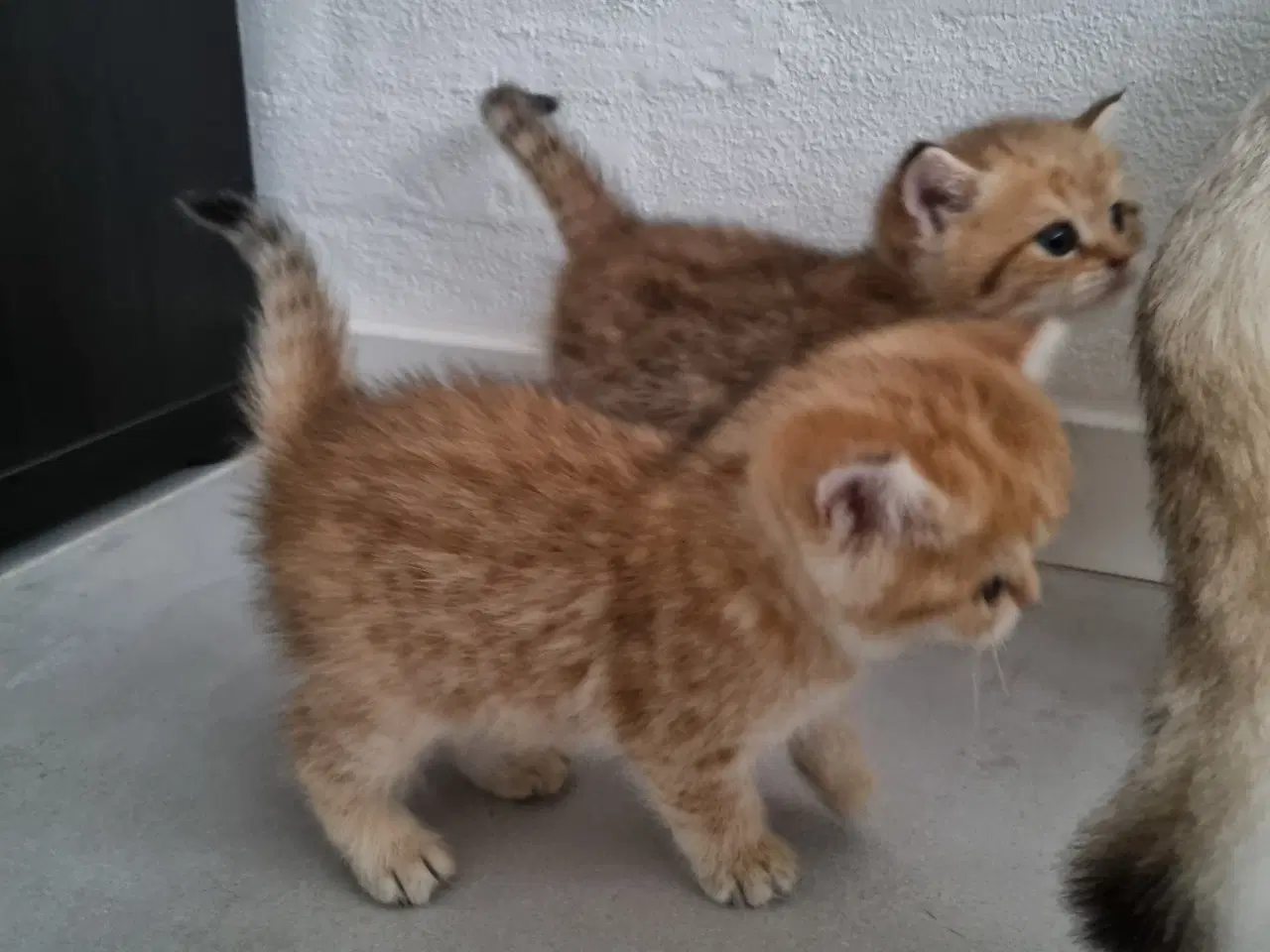 Billede 3 - British shorthair killinger
