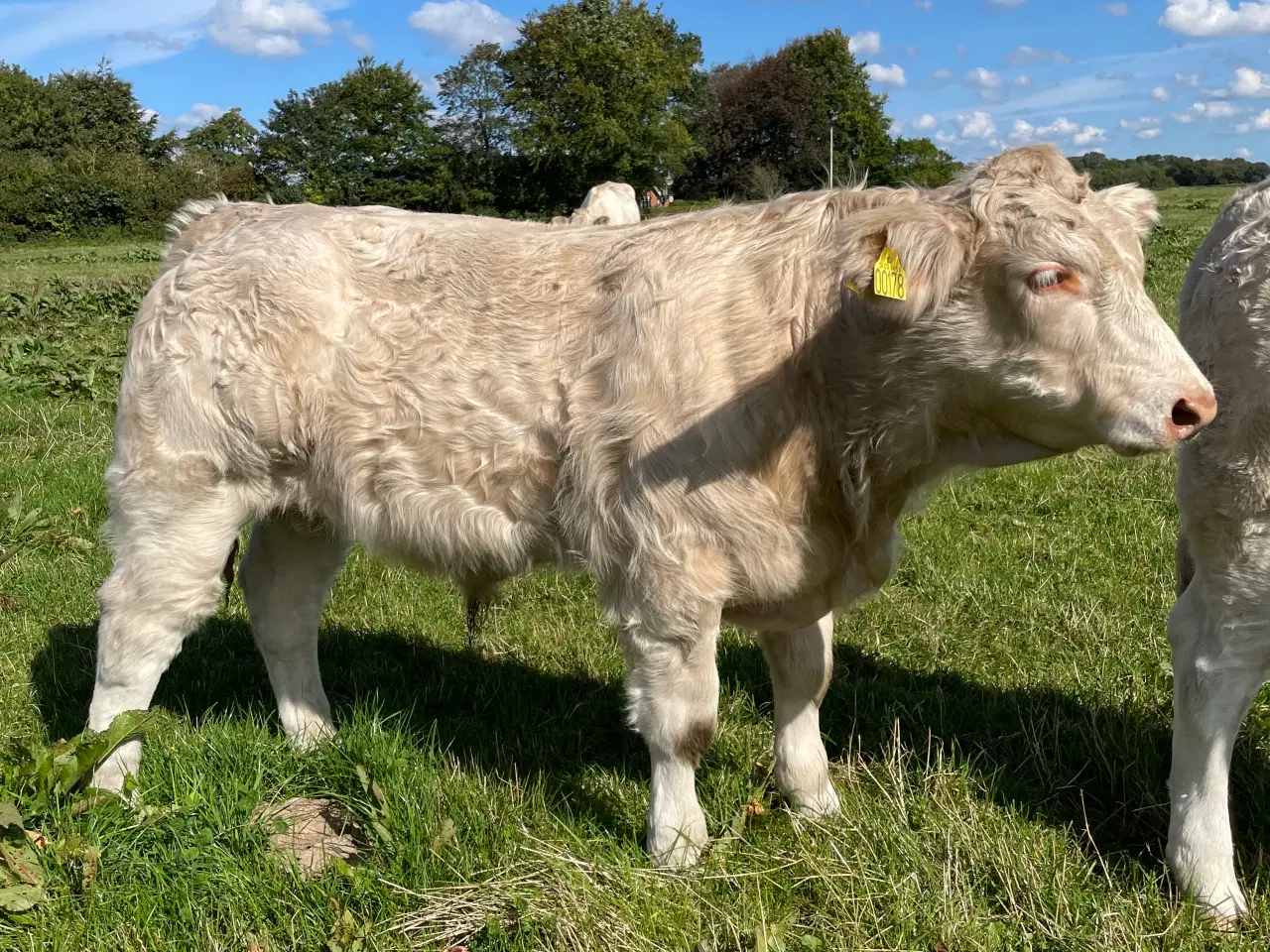 Billede 2 - Charolais tyrekalv 