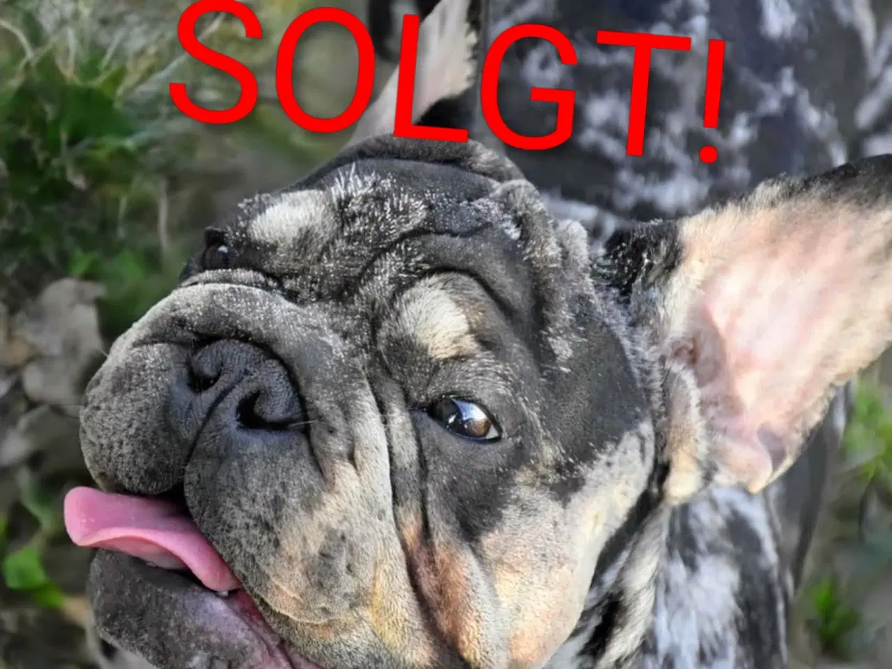 Billede 10 - Fransk Velvet bulldog. NEDSAT!