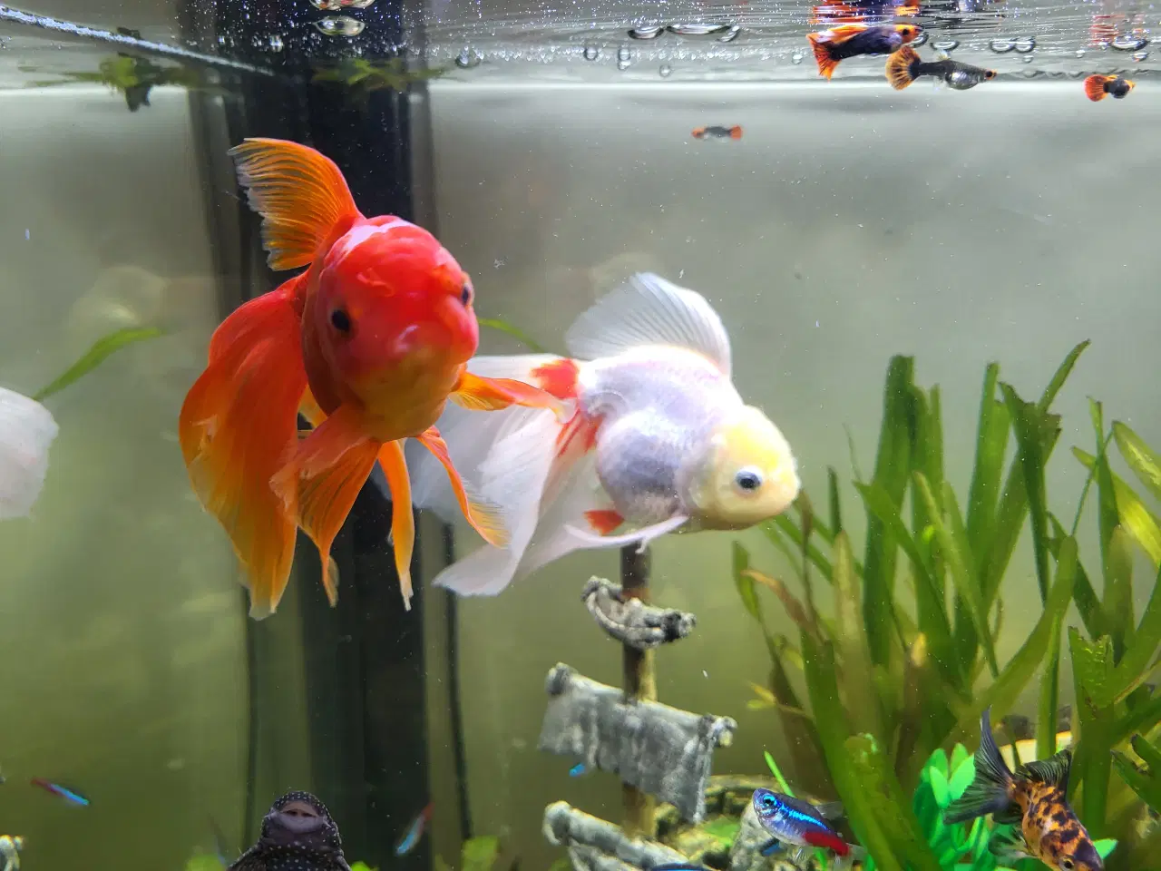 Billede 5 - 3 stk. Store slørhale 150 kr.