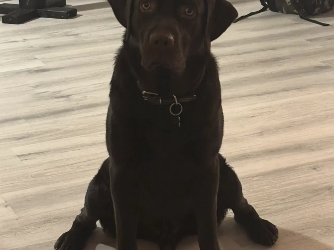 Billede 3 - Brun labrador 