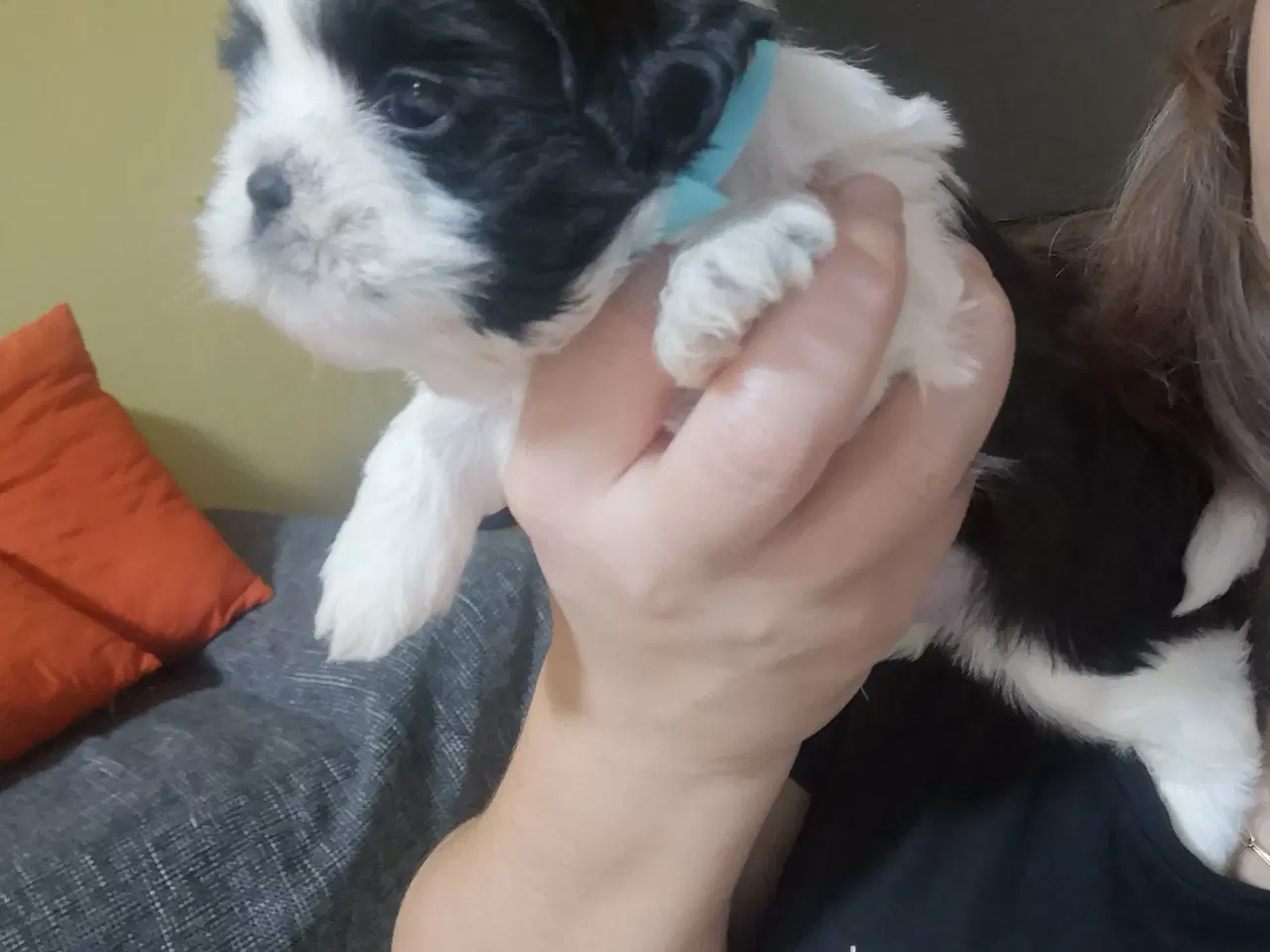 Billede 6 - Shih Tzu hvalpe 