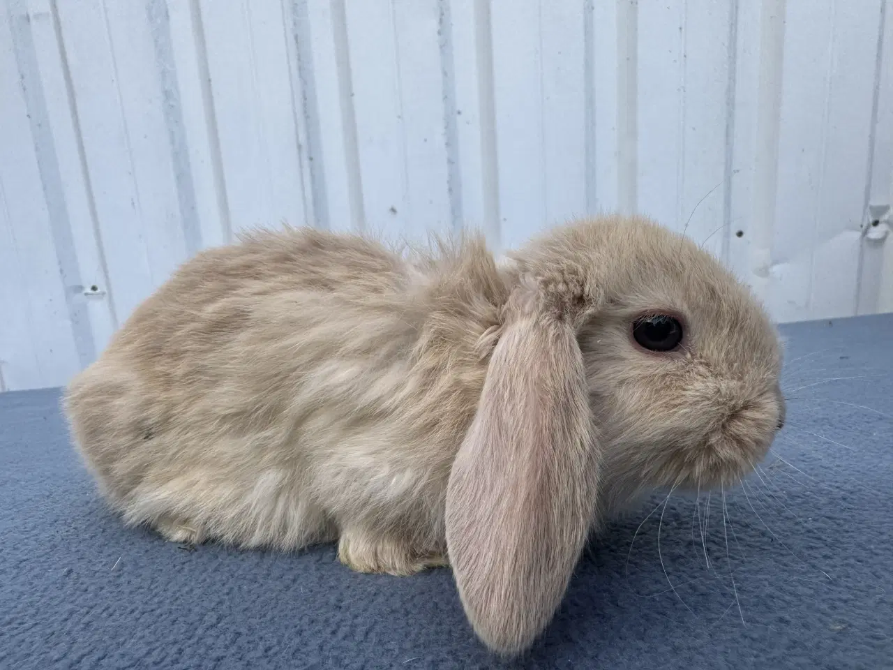 Billede 2 - Dværgvædder/Mini lop hankanin