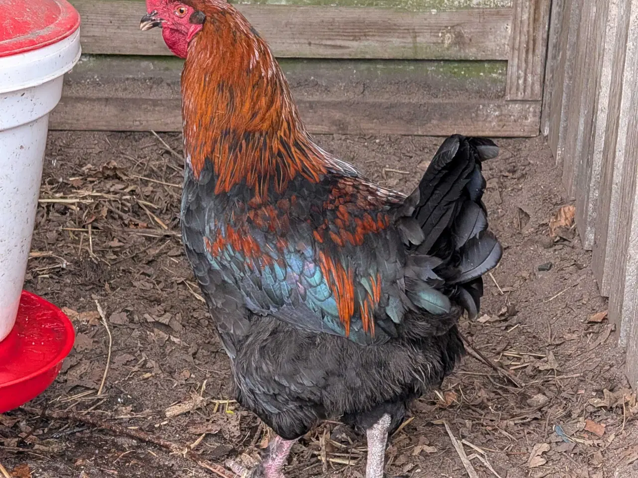 Billede 1 - Maran hane 