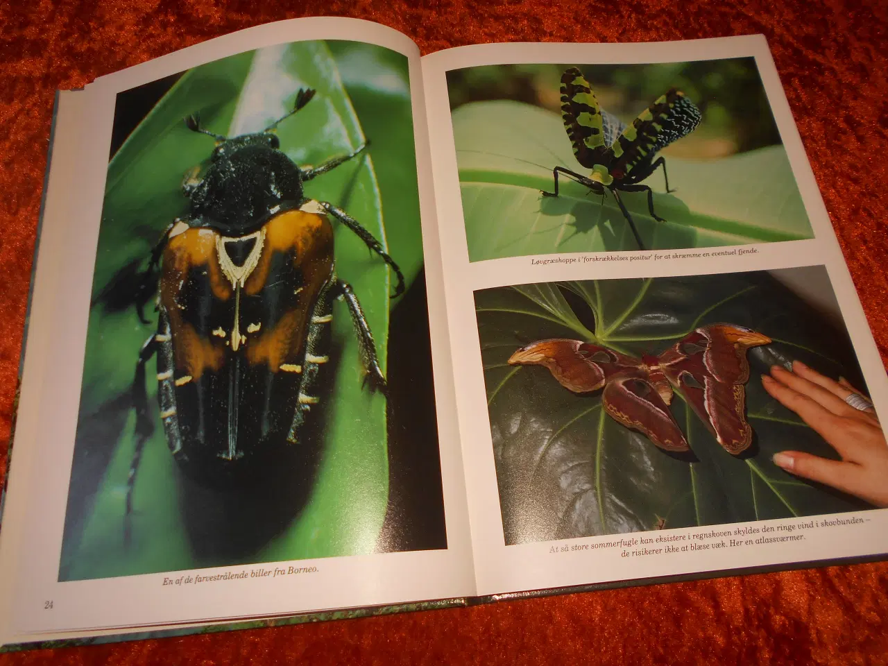 Billede 2 - Regnskove, Jens Søndergård,